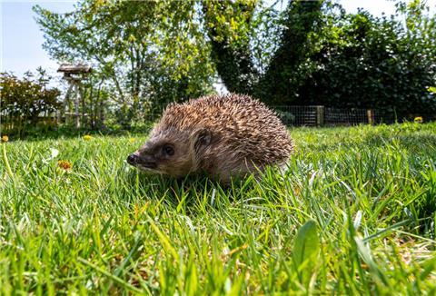 Igel auf dem Rasen