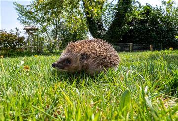 Igel auf dem Rasen