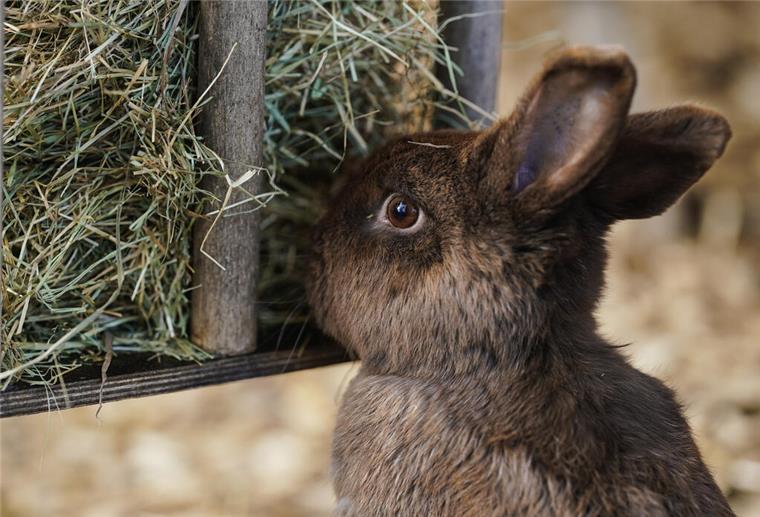Im Straßengraben ausgesetzt: Kaninchen waren zu Hause nicht mehr erwünscht Ein Kaninchen