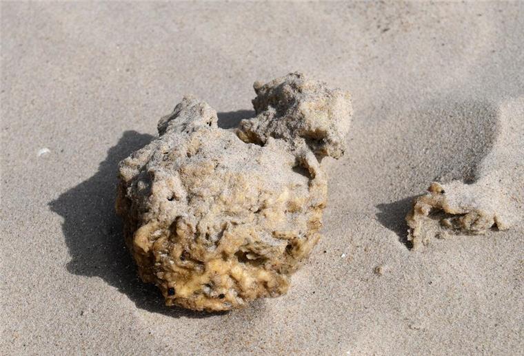 Paraffin-Klumpen auf Juist entdeckt: Strandbesucher in Sorge Giftiges industrielles Paraffin liegt am 01.09.2016 auf der Vogelschutzinsel Scharhörn (Hamburg) am Strand