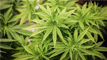 Weißer Rauch führte Polizeibeamte zu einer Plantage mit Cannabis-Pflanzen. (Symbolbild)