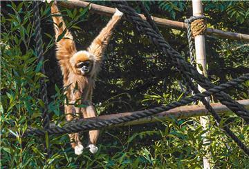 Weißhandgibbondame „Hexe“ fühlt sich sichtlich wohl im Wingster Zoo. Jetzt feierte sie ebendort ihren 50. Geburtstag. Foto Hilk