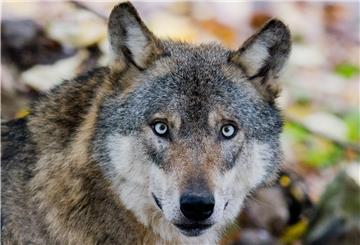 Weitere Wolfsrisse in Kreis Nienburg sind der Grund dafür, dass die Abschussgenehmigung für den Rodewalder Leitrüden wieder in Kraft gesetzt wurde.
