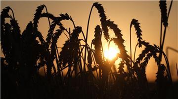 Weizen steht auf einem Feld am Stadtrand, während die Sonne aufgeht.