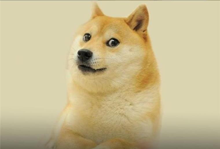 Weltberühmtes Internetphänomen: Kabosu, der Hund aus dem Doge-Meme, ist am Freitag im Alter von 18 Jahren gestorben.