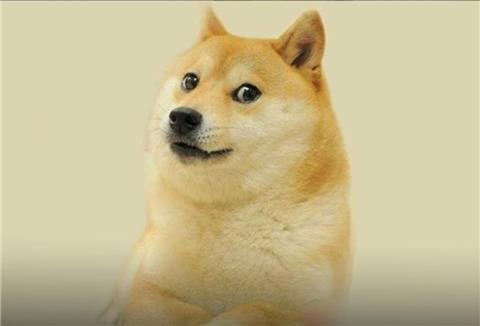 Weltberühmtes Internetphänomen: Kabosu, der Hund aus dem Doge-Meme, ist am Freitag im Alter von 18 Jahren gestorben.
