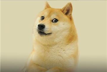 Weltberühmtes Internetphänomen: Kabosu, der Hund aus dem Doge-Meme, ist am Freitag im Alter von 18 Jahren gestorben.