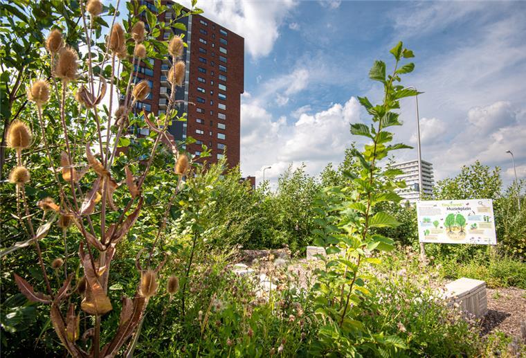 Bremerhaven fehlt der Platz für Mini-Wälder Eine Fläche mit Sträuchern vor einem Hochhaus