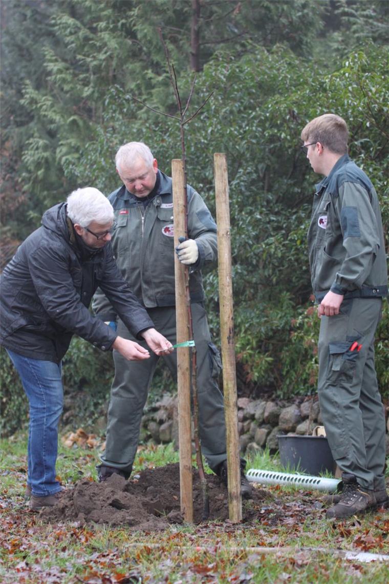 Kirchtimke: Eine "Perle" mehr im Dorf Wenn alles gut läuft, dann wird die „Kirchtimker Perle“, die jetzt in Kirchtimke in der Straße Kattensteert gepflanzt wurde, in vier oder fünf Jahren die ersten Früchte tragen