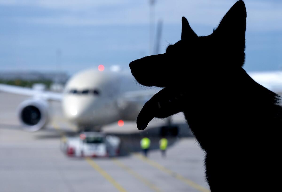 Wenn dein Hund fliegt, ist er nur 23 Kilo Freigepäck