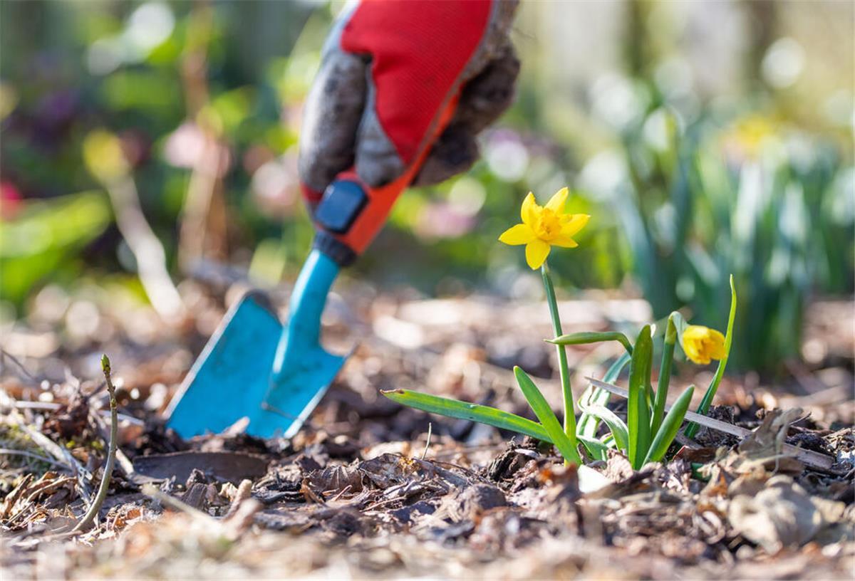 Geld zurück vom Staat: So lässt sich Gartenarbeit von der Steuer absetzen Ein Mann gräbt mit einer Schaufel ein Loch zum Einpflanzen hinter einer Narzisse. Im Garten lässt sich nicht nur pflanzen, sondern auch sparen – zumindest steuerlich