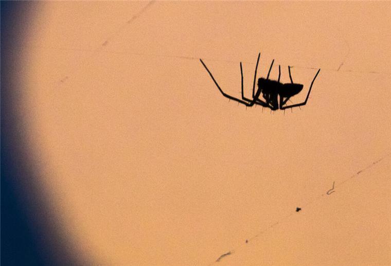 Endlich! Nie wieder Spinnen im Haus. Wie du sie für immer loswirst Die Hauswinkelspinne fühlt sich besonders in feuchten Wohnungen, Schuppen und Kellern wohl.