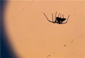 Die Hauswinkelspinne fühlt sich besonders in feuchten Wohnungen, Schuppen und Kellern wohl.