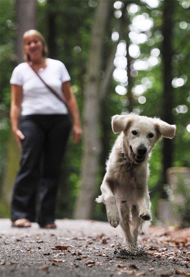 Wenn der Hund nicht angeleint ist, macht er sich leicht selbstständig. Das kann gefährlich sein. 