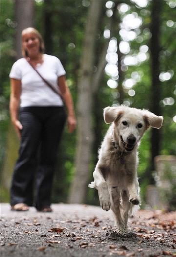 Wenn der Hund nicht angeleint ist, macht er sich leicht selbstständig. Das kann gefährlich sein. 