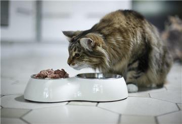 Eine Katze frisst aus einem Napf