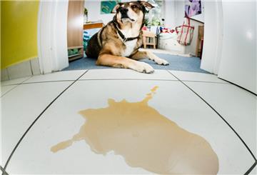 Hund ist nicht stubenrein
