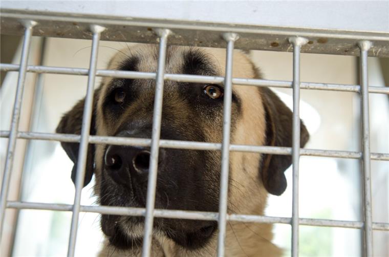 Nach tödlicher Attacke: Das passiert in Bremerhaven mit beißenden Hunden Wenn ein Hund auffällig wird, dann greift das Bürger- und Ordnungsamt ein. Die Beamten entscheiden jeden Fall einzeln.