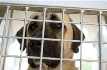 Wenn ein Hund auffällig wird, dann greift das Bürger- und Ordnungsamt ein. Die Beamten entscheiden jeden Fall einzeln. 