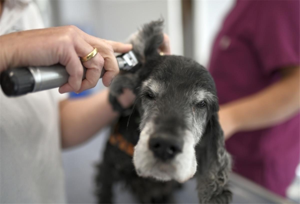 Beverstedt: Neuer Notdienst für Kleintiere Wenn es dem geliebten tierischen Mitbewohner nachts oder am Wochenende nicht gut geht - dafür gibt es ab September einen neuen Notfalldienst.
