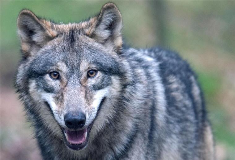 Wenn es nach den meisten Kreispolitikern geht, könnte es dem Wolf bald an den Kragen gehen. 