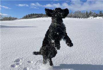 Hund springt im Schnee