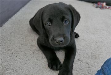 Labrador-Welpe