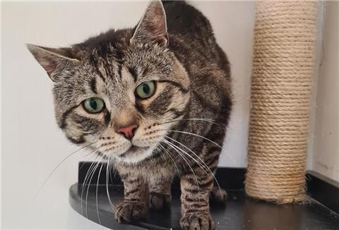 Wer Buddy bei sich aufnehmen möchte, braucht Erfahrung mit Katzen und viel Geduld.