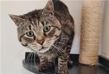 Wer Buddy bei sich aufnehmen möchte, braucht Erfahrung mit Katzen und viel Geduld.