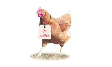 Wer ein Huhn mieten will, wird bald in Elmlohe (Cuxland) fündig.