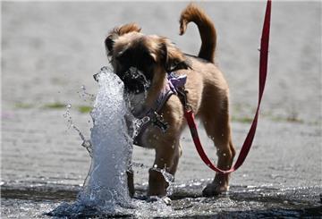 Ein Hund hält seine Schnauze bei sonnigem Frühsommerwetter in eine Wasserfontäne am Walther von Cronberg-Platz im Ortsteil Sachsenhausen.