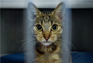 Hamburg: Katzendame "Jacky" schaut durch die Stäbe ihres Käfigs. Das Tier wurde vor einigen Wochen in Hamburg ausgesetzt und vom Tierheim an der Süderstraße zur Vermittlung aufgenommen