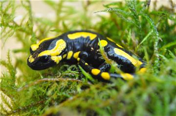 Wer genau hinschaut, kann schon bald die kleinen Feuersalamander-Larven im Wasserbecken der Anlage im Zoo am Meer beobachten.