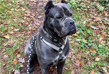 Hektor, ein Hund der Rasse Cane Corso Italiano
