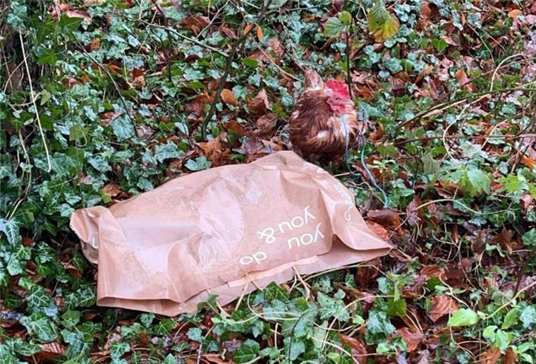 Ein grausamer Fund erschüttert Beverstedt: Ein Huhn lag tot in einer Plastiktüte. Ein weiteres Tier wurde leben daran festgebunden.