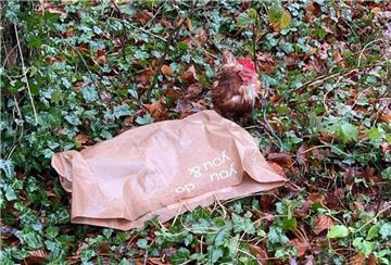 Ein grausamer Fund erschüttert Beverstedt: Ein Huhn lag tot in einer Plastiktüte. Ein weiteres Tier wurde leben daran festgebunden.