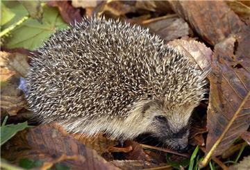 Igel im Laub