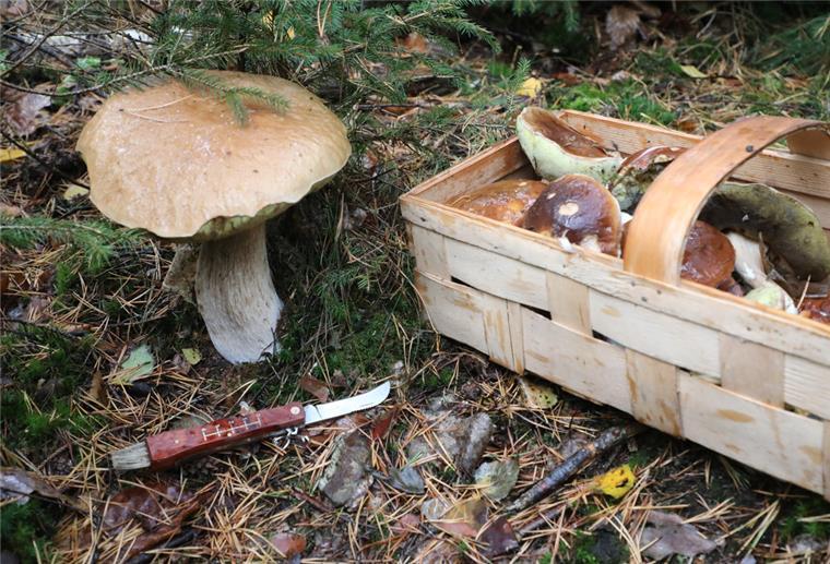 Jagdverband: Pilzsammler in der Dämmerung stören Wildtiere Pilze