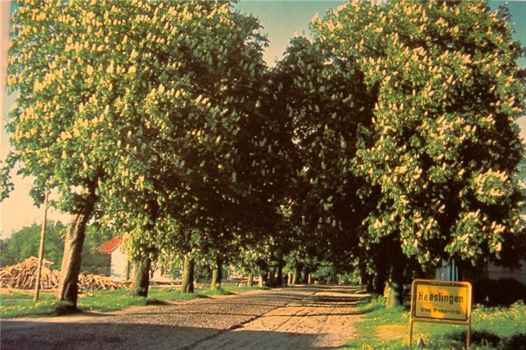 Wer in den sechziger Jahren von Zeven nach Heeslingen kam, befuhr diese malerische Allee. 