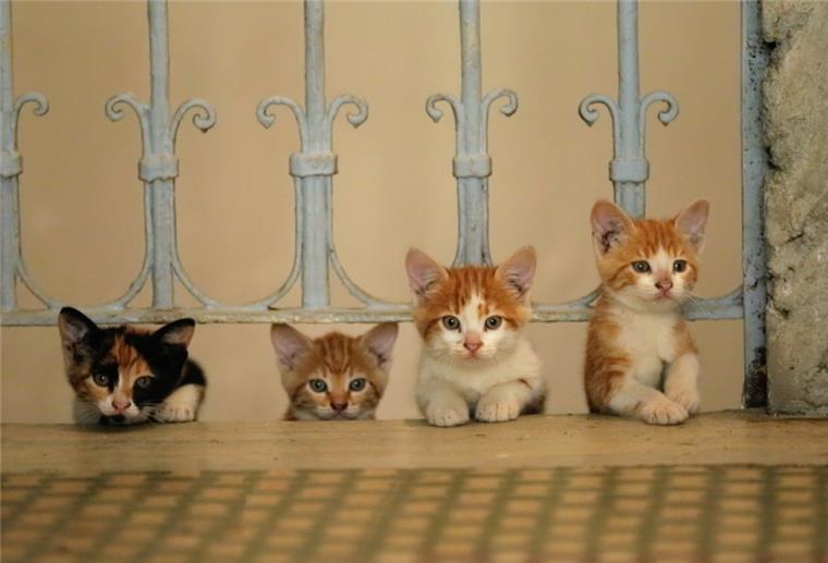 Eine Straßenkatze in Istanbul (Türkei) - eine Szene des Films «Kedi - Von Katzen und Menschen».