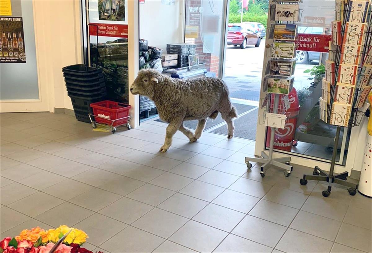 Wer kommt denn da? Ein Schafbock auf Abwegen.