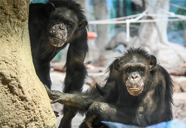 Wer mag, kann die Affen im Zoo am Meer in Bremerhaven weiterhin besuchen.