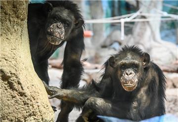 Wer mag, kann die Affen im Zoo am Meer in Bremerhaven weiterhin besuchen.