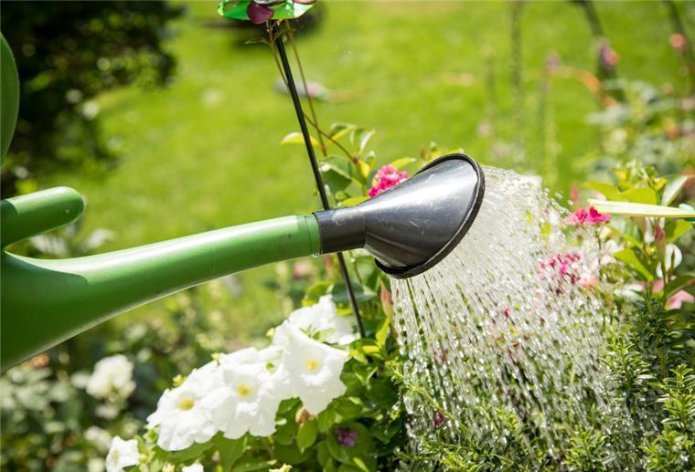 Wer seine Pflanzen nicht regelmäßig gießt, riskiert, dass diese auf Dauer Wasser schlechter aufnehmen können.