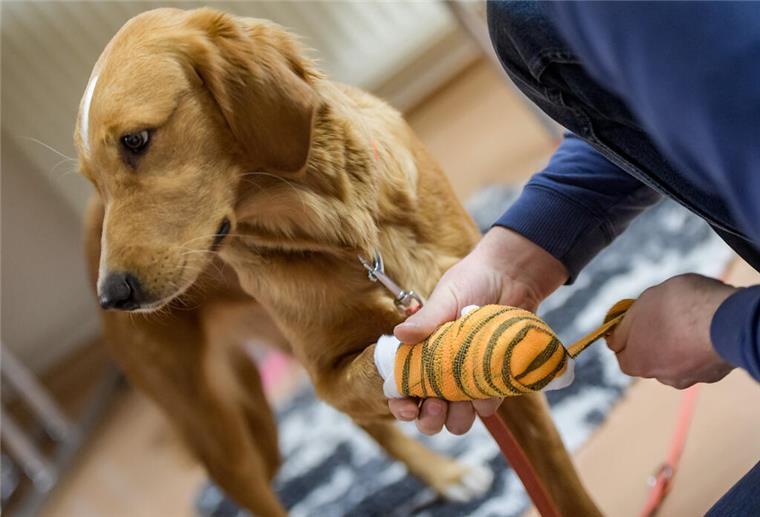 Kurs Erste Hilfe am Hund in Beverstedt Einem Hund wird die Pfote verbunden.