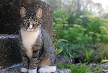 Eine Katze sitzt auf einer Steintreppe im Freien.