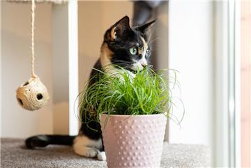Katze mit Zimmerpflanze