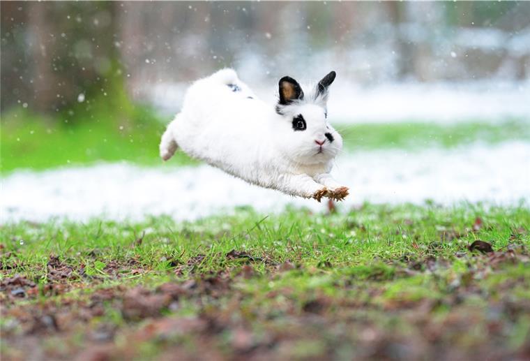 Ein Kaninchen hüpft im Winter über eine Wiese