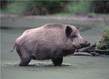 Werden Wildschweinbestände mit der afrikanischen Schweinepest infiziert, kann die Seuche aktuell nicht wieder beendet werden. Da es keinen Impfstoff gibt, bekommt man laut Kreisveterinär Dr. Joachim Wiedener die Krankheit nicht in den Griff – mit unabsehbaren Folgen für Jagd und Landwirtschaft.