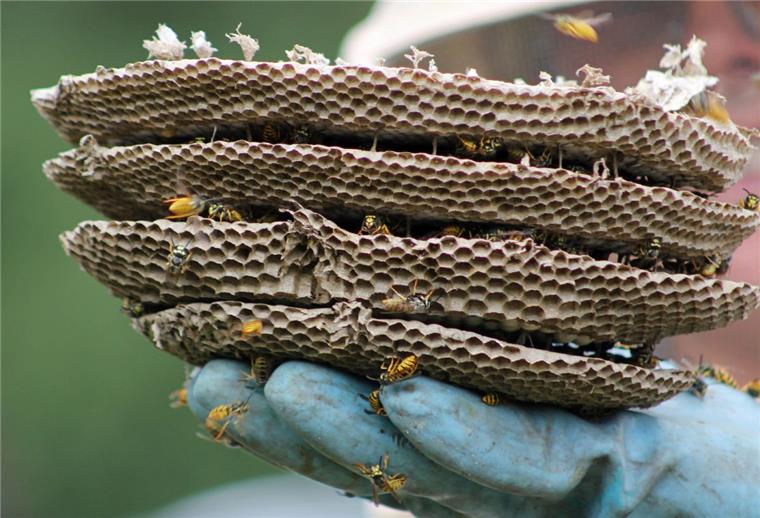 Wespennester werden bei Bedarf von Experten umgesiedelt. Die Kosten trägt allerdings der Besitzer der Tierchen.